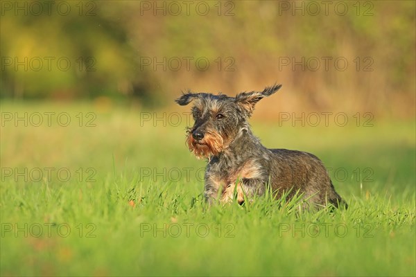 Rough-haired dachshund