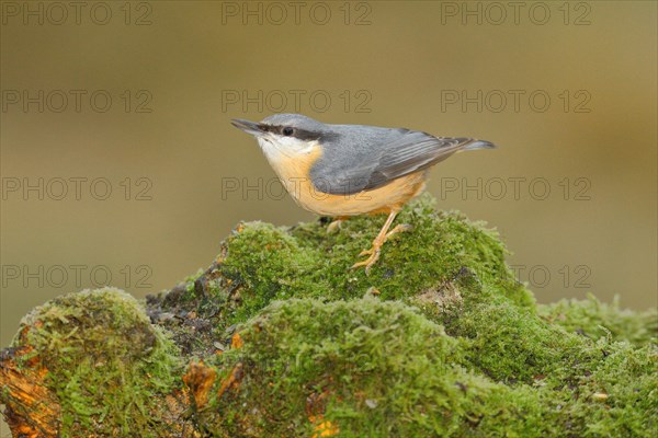 Eurasian nuthatch