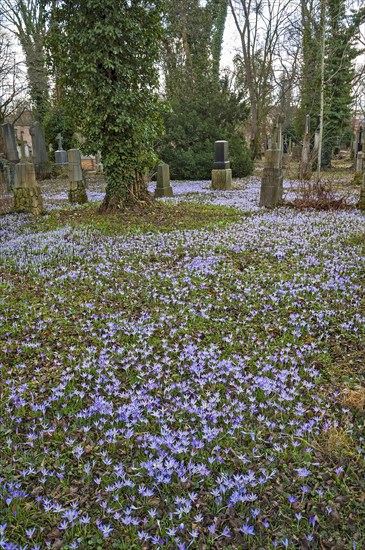 South cemetery and crocuses