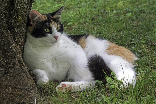 European shorthair