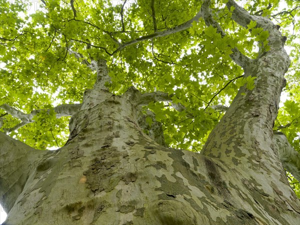 Old large plane tree