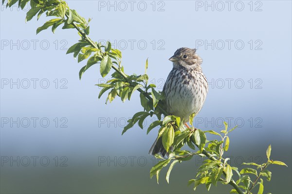 Corn bunting