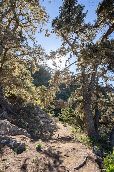 Pine forest near the Mirador de Abrante near Agulo