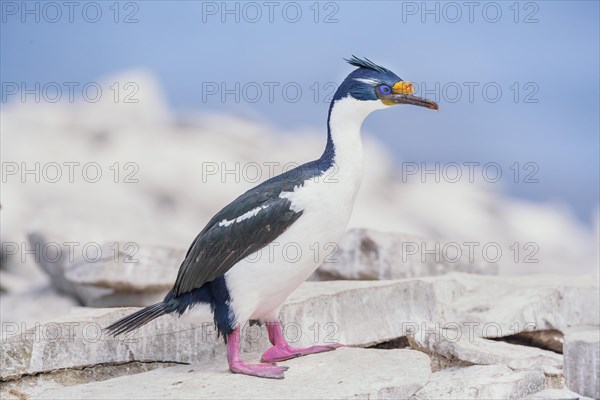 Imperial shag