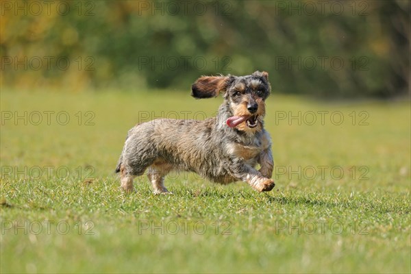 Rough-haired dachshund