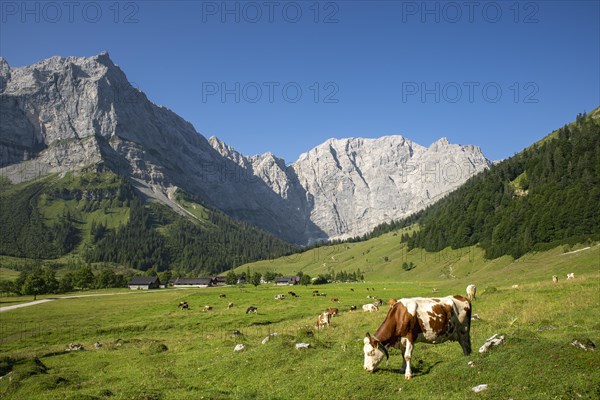 Cows on the pasture