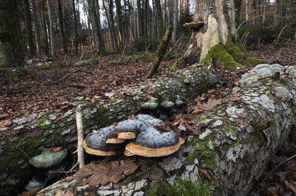 Red banded polypore