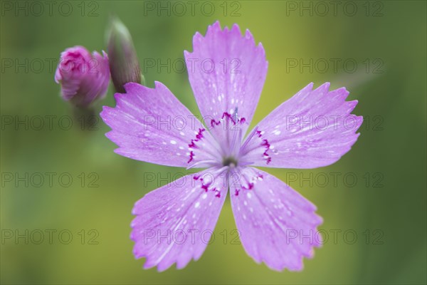 Maiden pinks