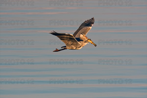 Grey heron