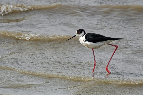 Black-winged Black-winged Stilt