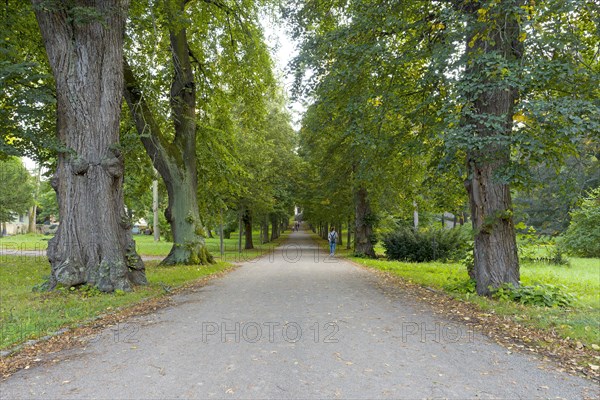 Large old avenue trees in the park on the Ilm
