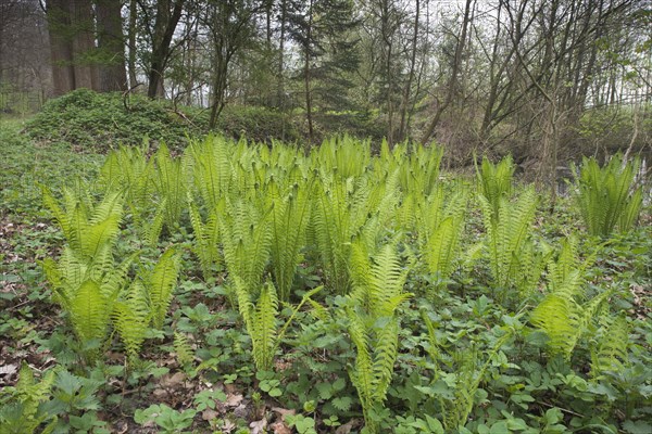 Ostrich fern