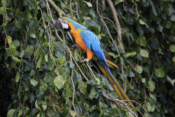 Blue and yellow macaw