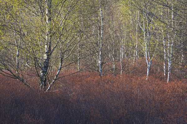 Warty birch