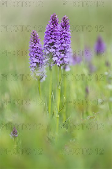 Moorland spotted orchid