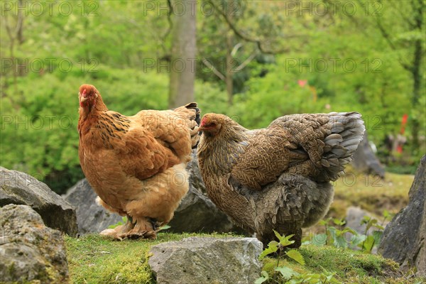 Brahma chicken