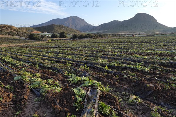 Harvested rows of lettuce field with plastic tarpaulins