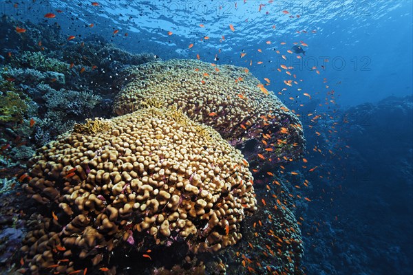 Coral reef with dome coral