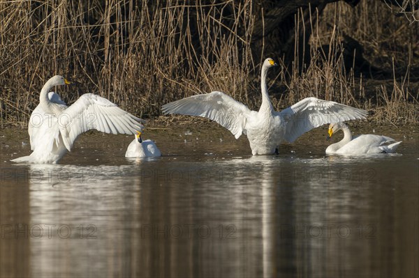 Whooper swans