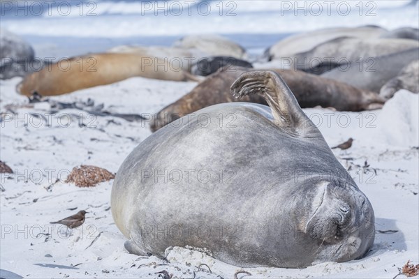 Southern Elephant Seal