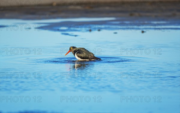 Magellanic oystercatcher