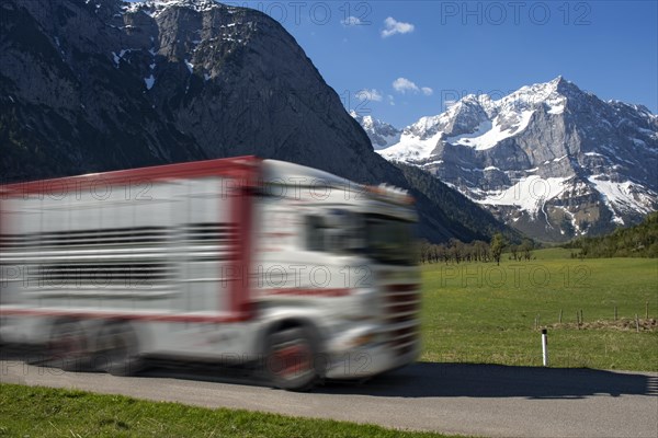 Cattle truck in front of Grosser Ahornboden and Spritzkarspitze