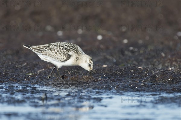 Sanderling