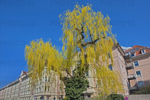 Weeping willow