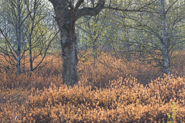 Warty birch