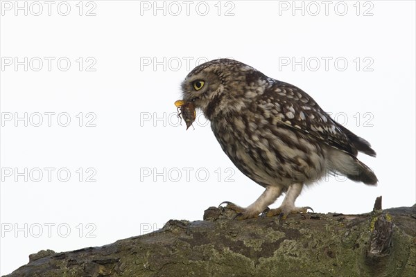 Little owl