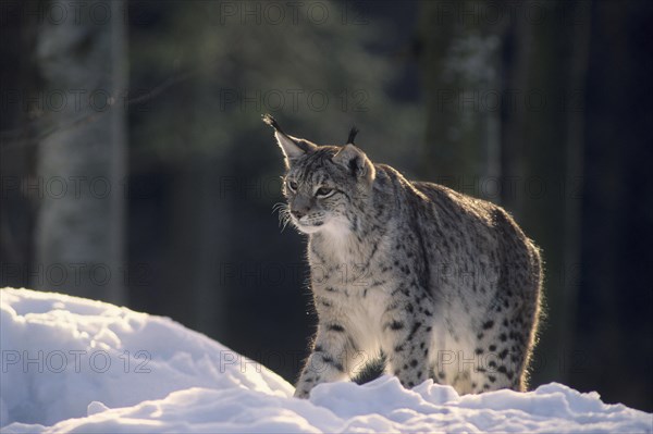 Eurasian lynx