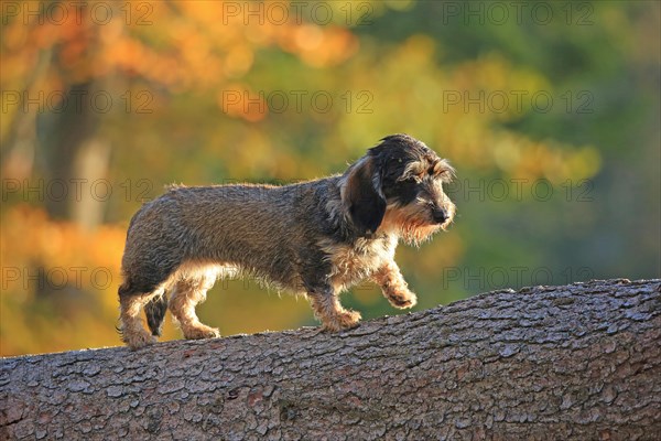 Rough-haired dachshund