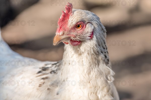 Portrait of a white hen in a chicken coop. France