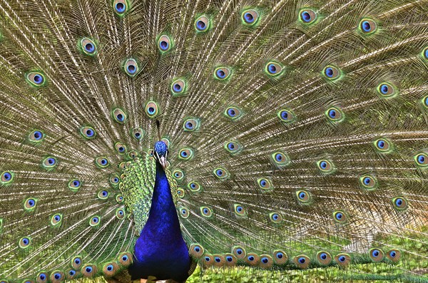 Indian peafowl