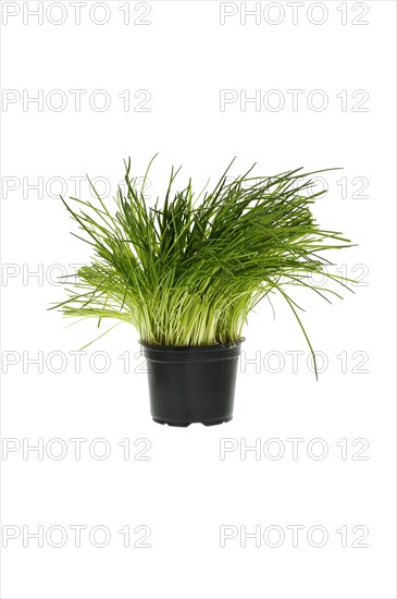 Chives in a flower pot