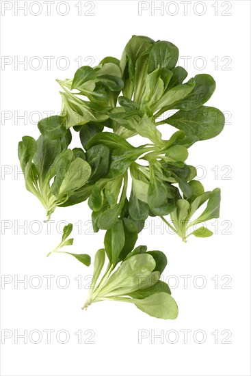 Lamb's lettuce