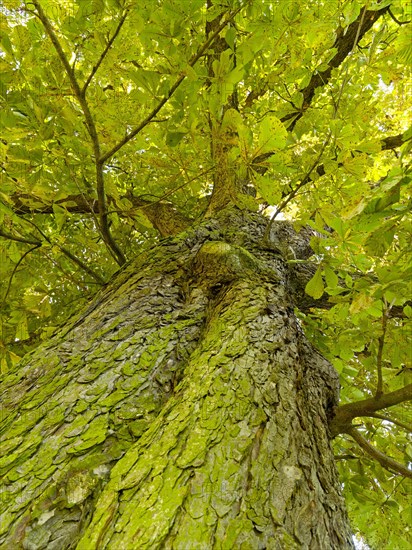 Horse-chestnut