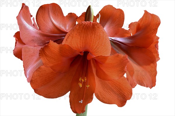 Amaryllis flowers on a white background