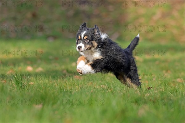 Australian Shepherd