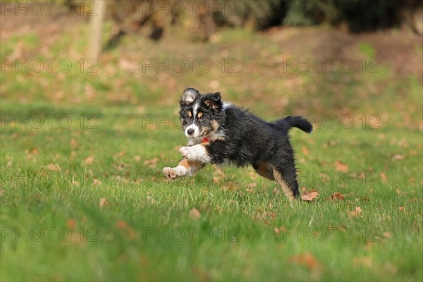 Australian Shepherd