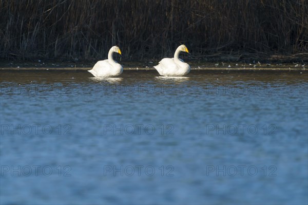 Whooper swans