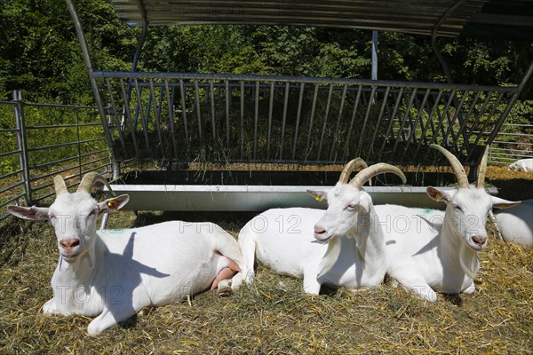 White goats