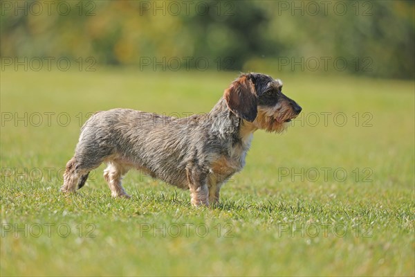 Rough-haired dachshund