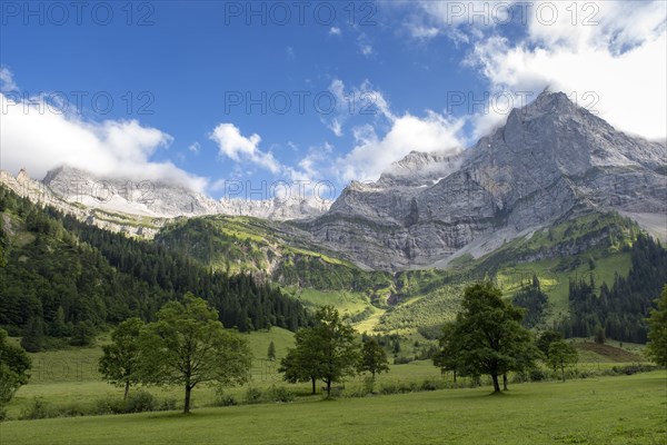 Mountain landscape with maple trees in the alpine pasture area Eng in front of Spritzkarspitze