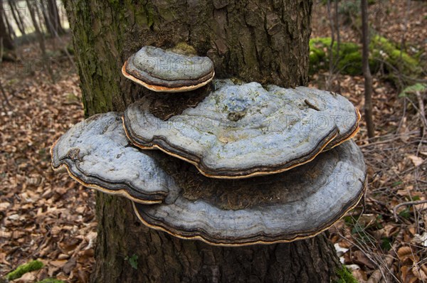 Red banded polypore