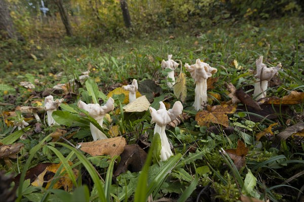 White saddle