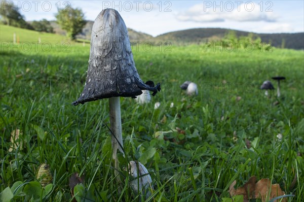 Shaggy ink cap