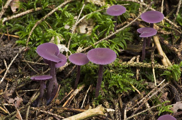 Amethyst deceiver