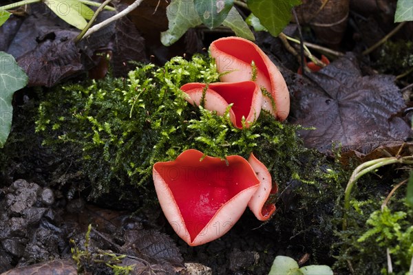 Scarlet elf cup