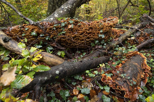 Brown velvet layer fungus